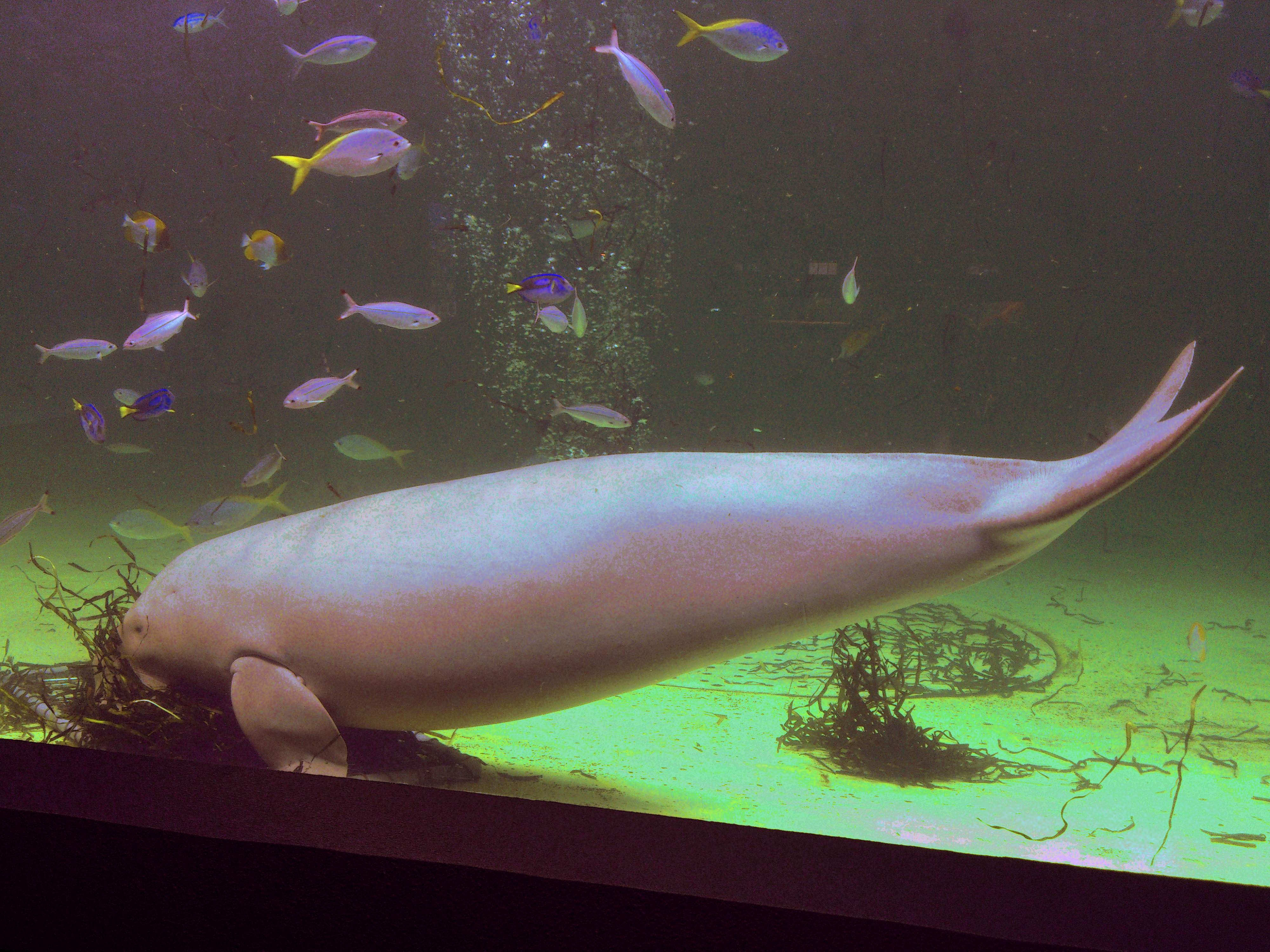 🐠 도바 수족관 이미지 4